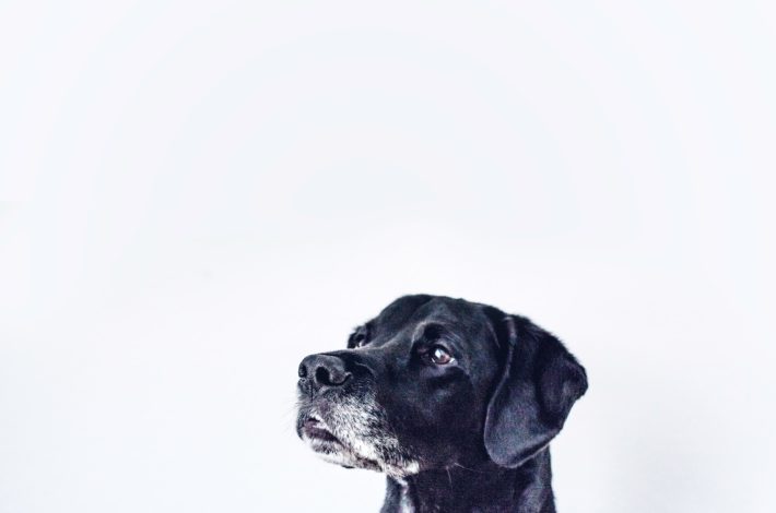 #mandalasformarinke black dog of depression
